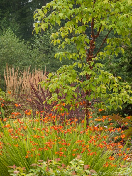 Fall Planting Ideas From the Authors of Fine Foliage