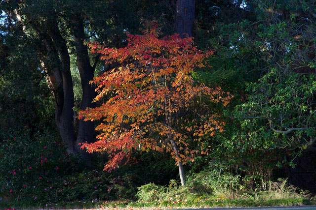 Fall Color in the Sunset Garden