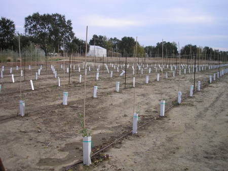 Are Your Olive Trees Too Big to Pick? Get These Little Ones