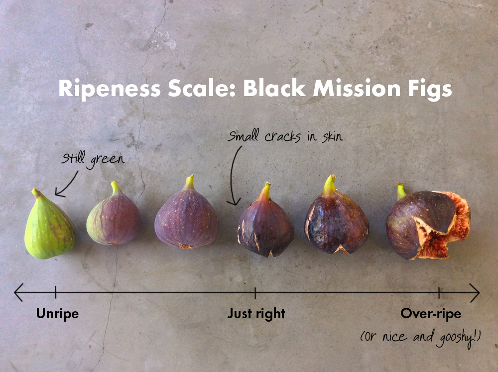 How to Pick the Perfect Fig