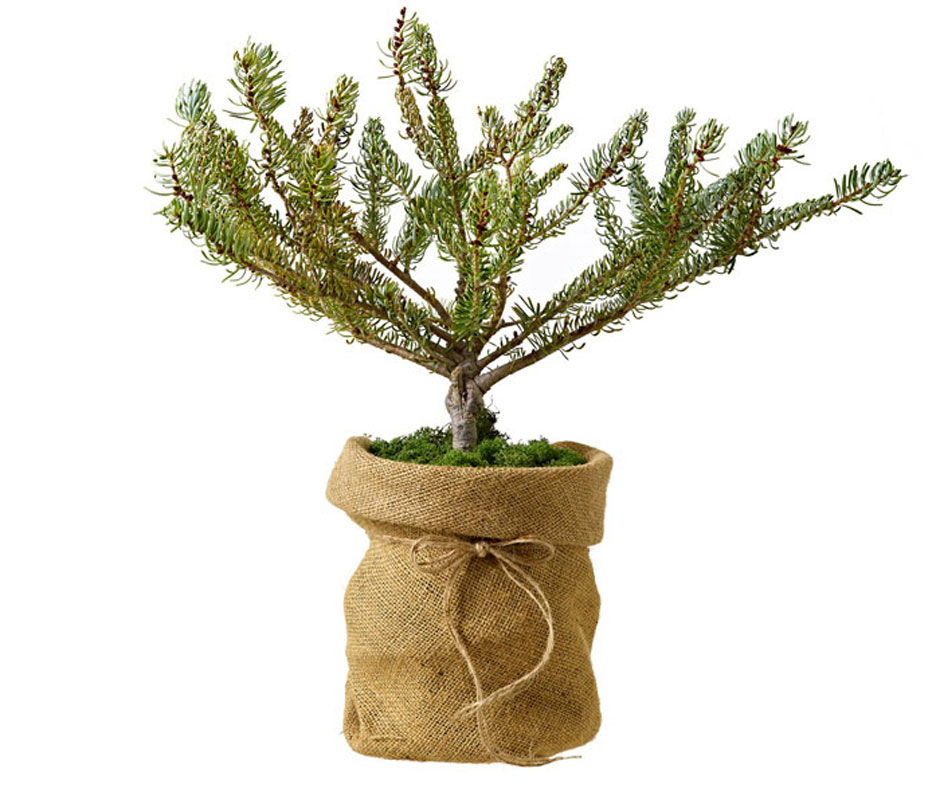 Day 7: Silberlocke Korean Fir from Wildwood Nursery