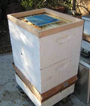 Varroa mites are overtaking Veronica