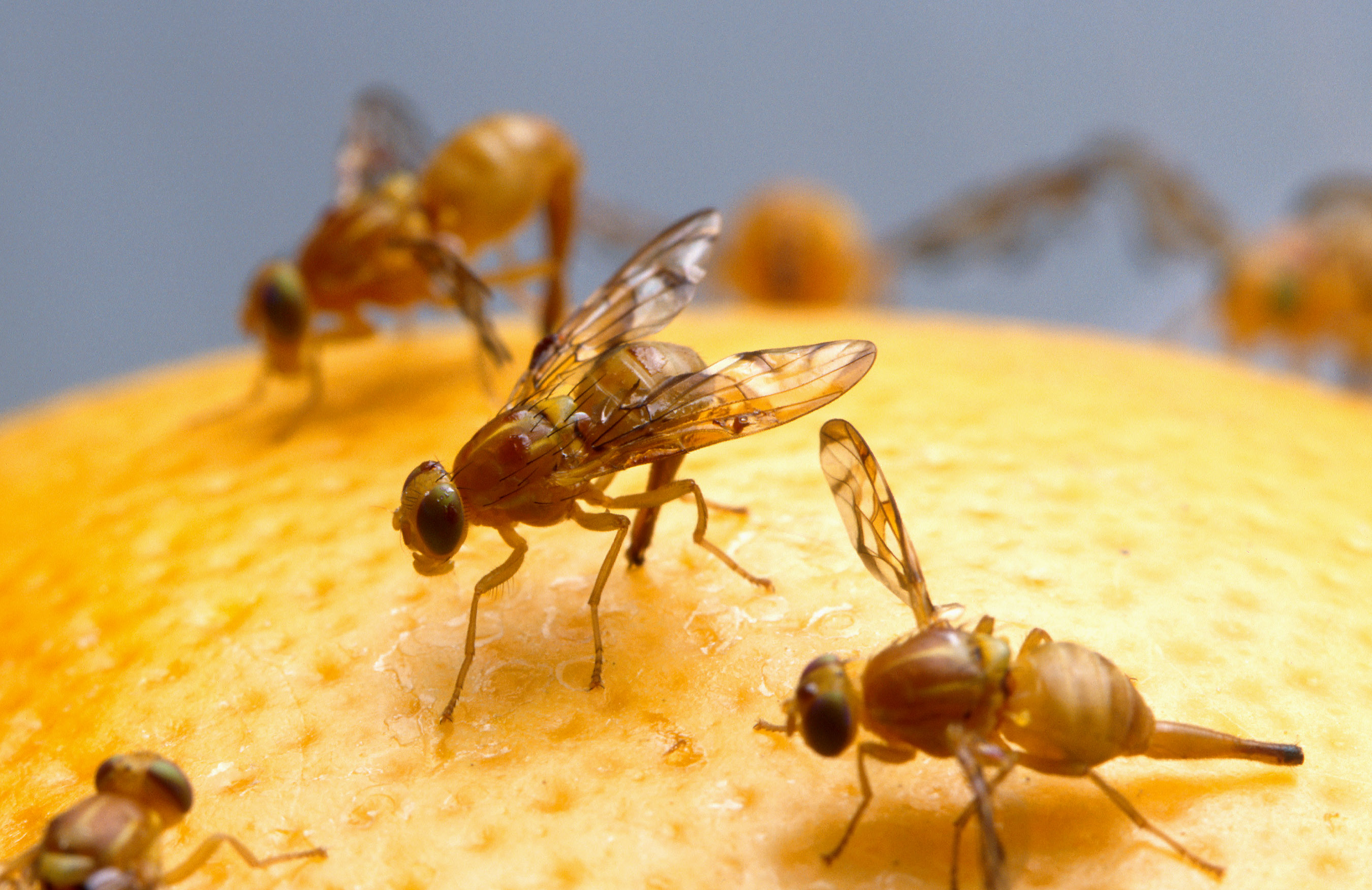 How to get rid of fruit flies
