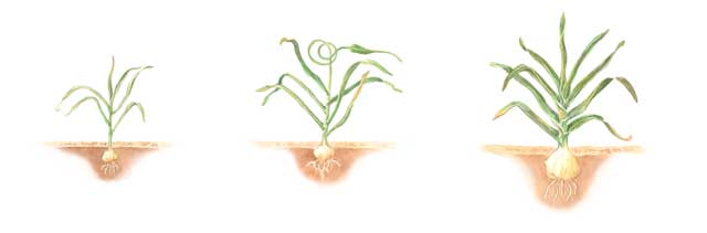 You’ve Got to Grow Your Own Garlic—Here’s How