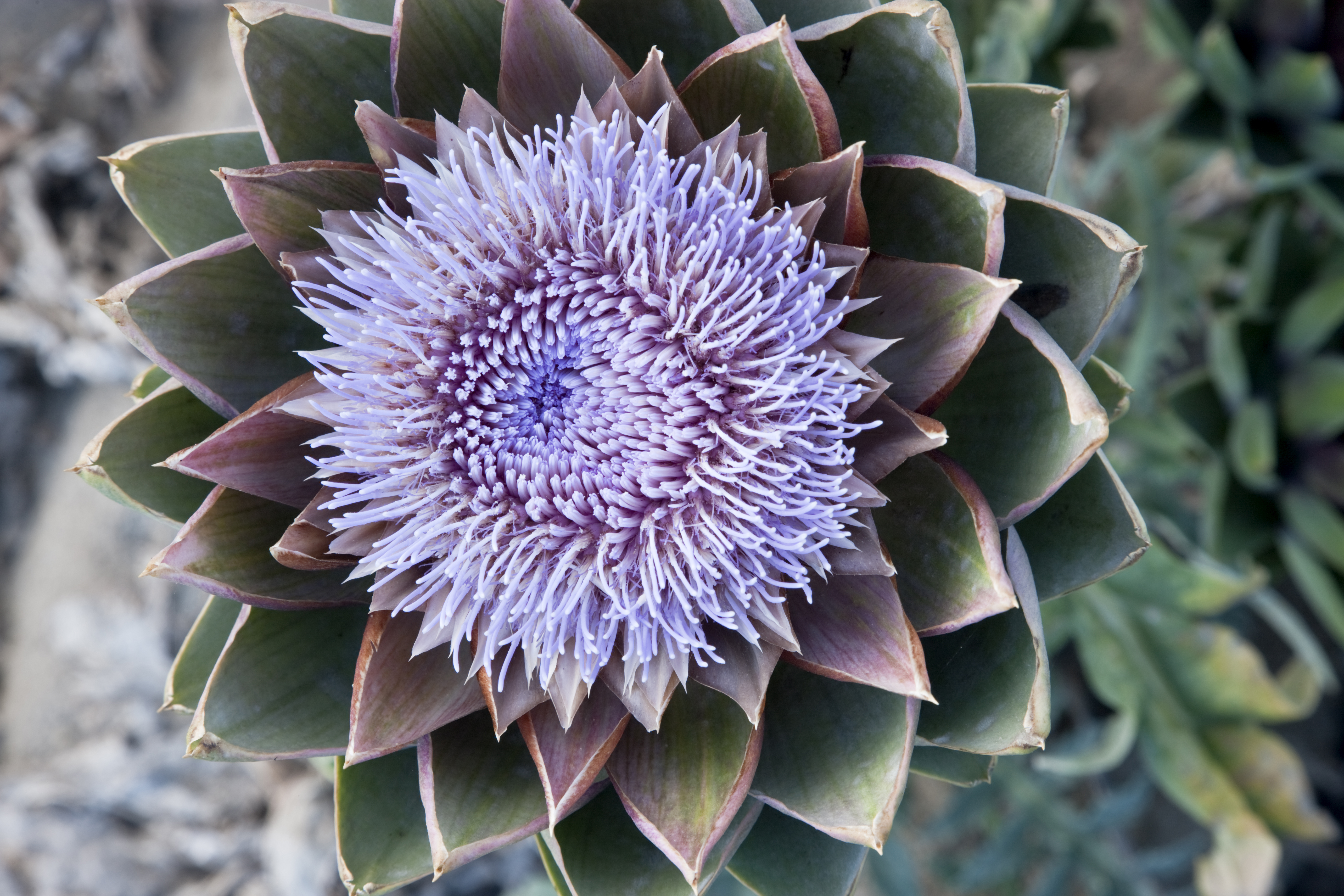 What’s even better than an artichoke? Its gorgeous flower
