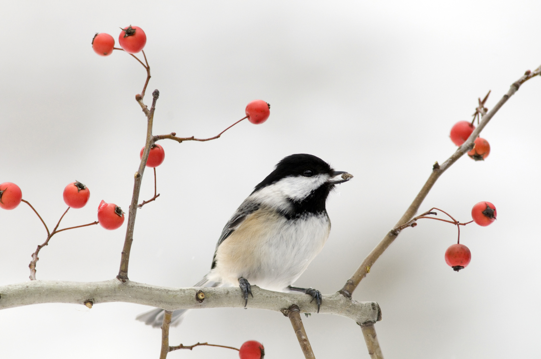 3 Easy Ways to Support Birds Through Winter