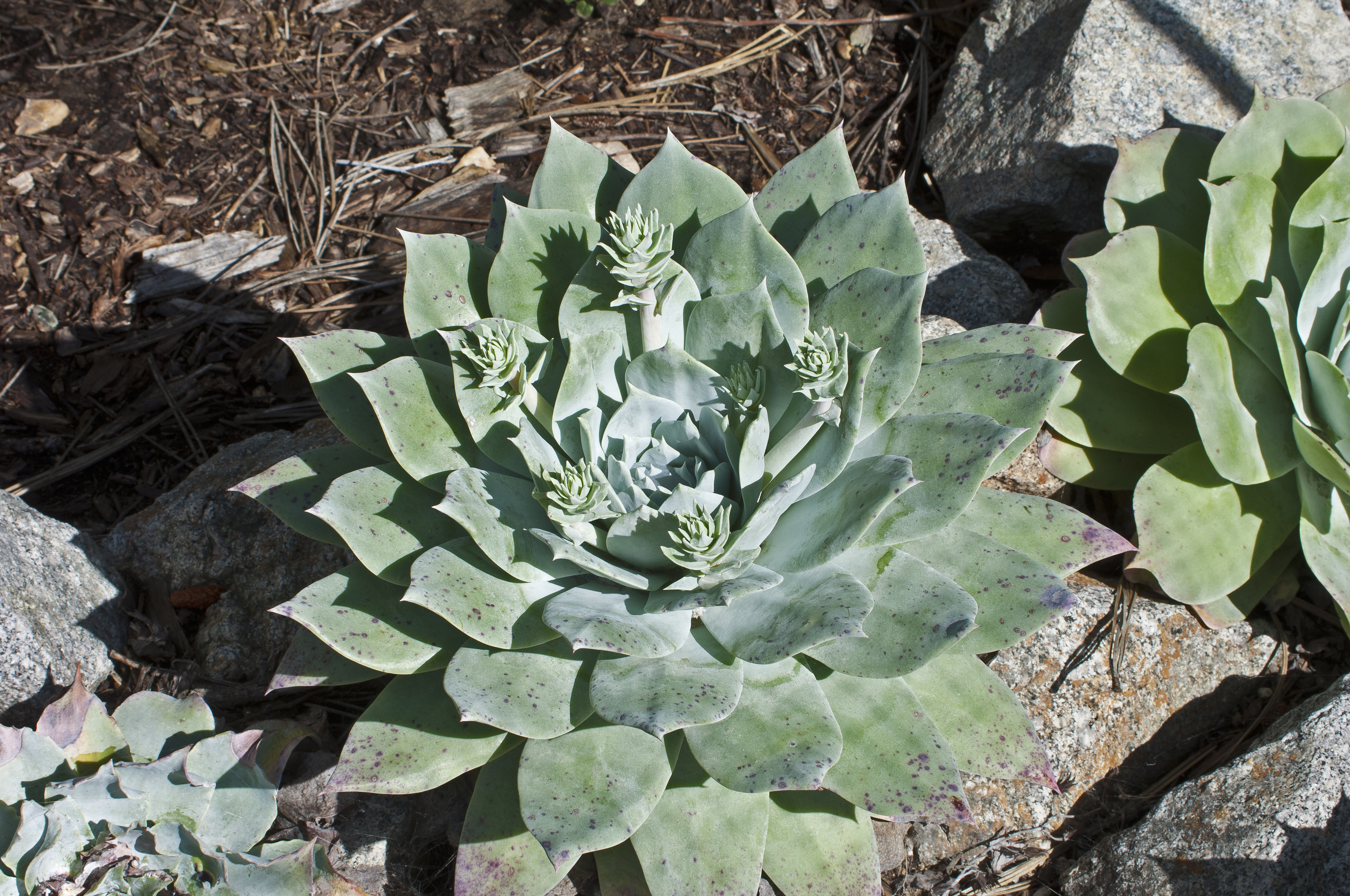 5 Fire-Resistant Plants for Your Garden Landscape