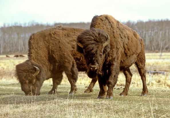 Wood bison, a Lazarus species, is back from extinction