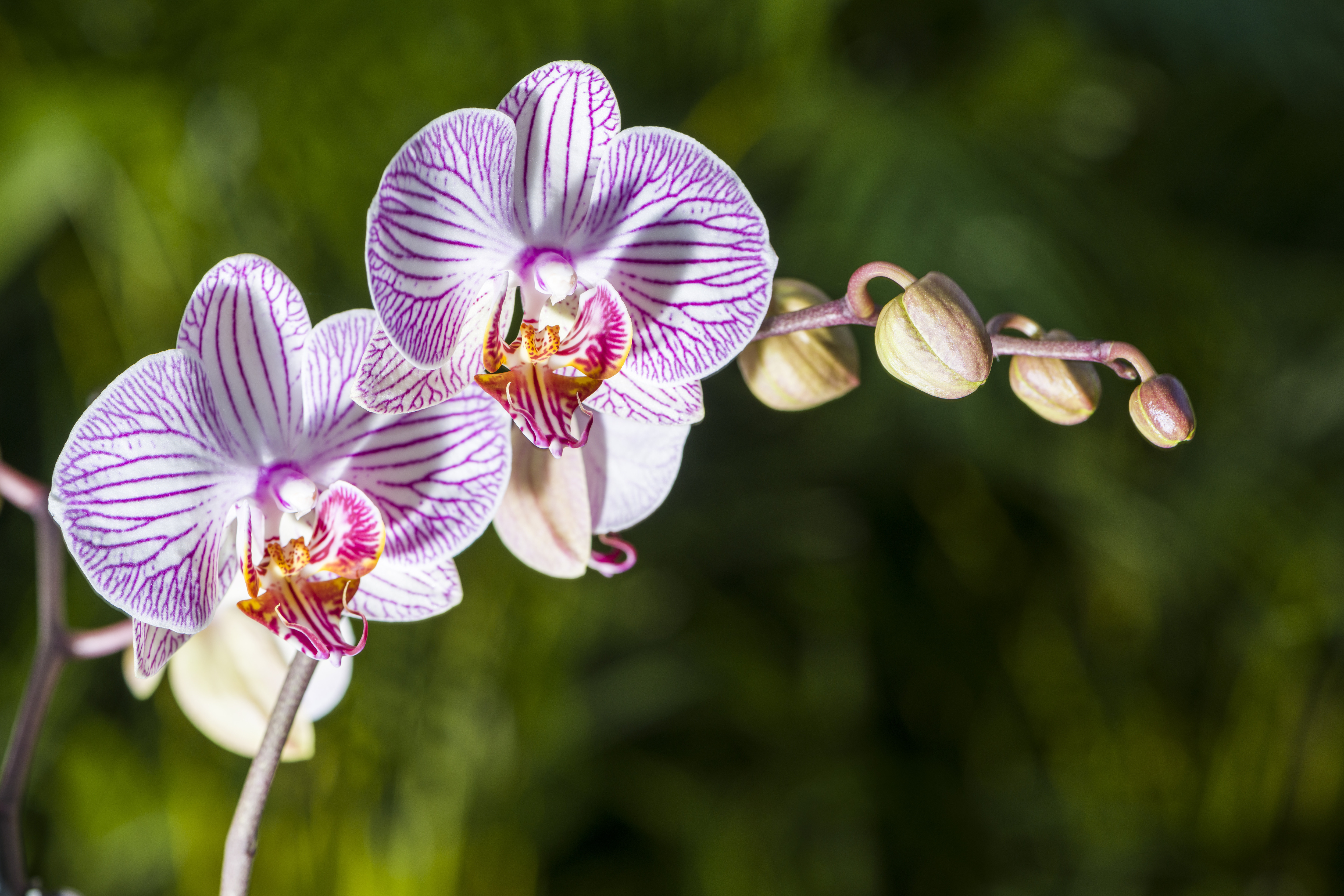 Our 3 favorite orchids to grow indoors