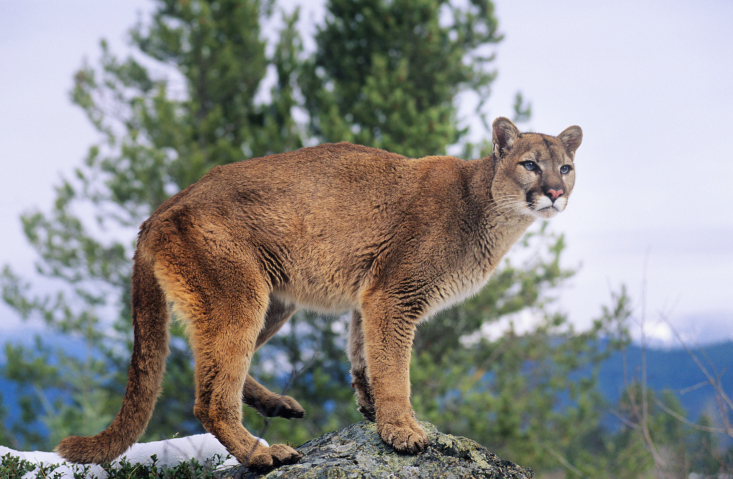 Mountain lion travel corridor proposed near L.A.
