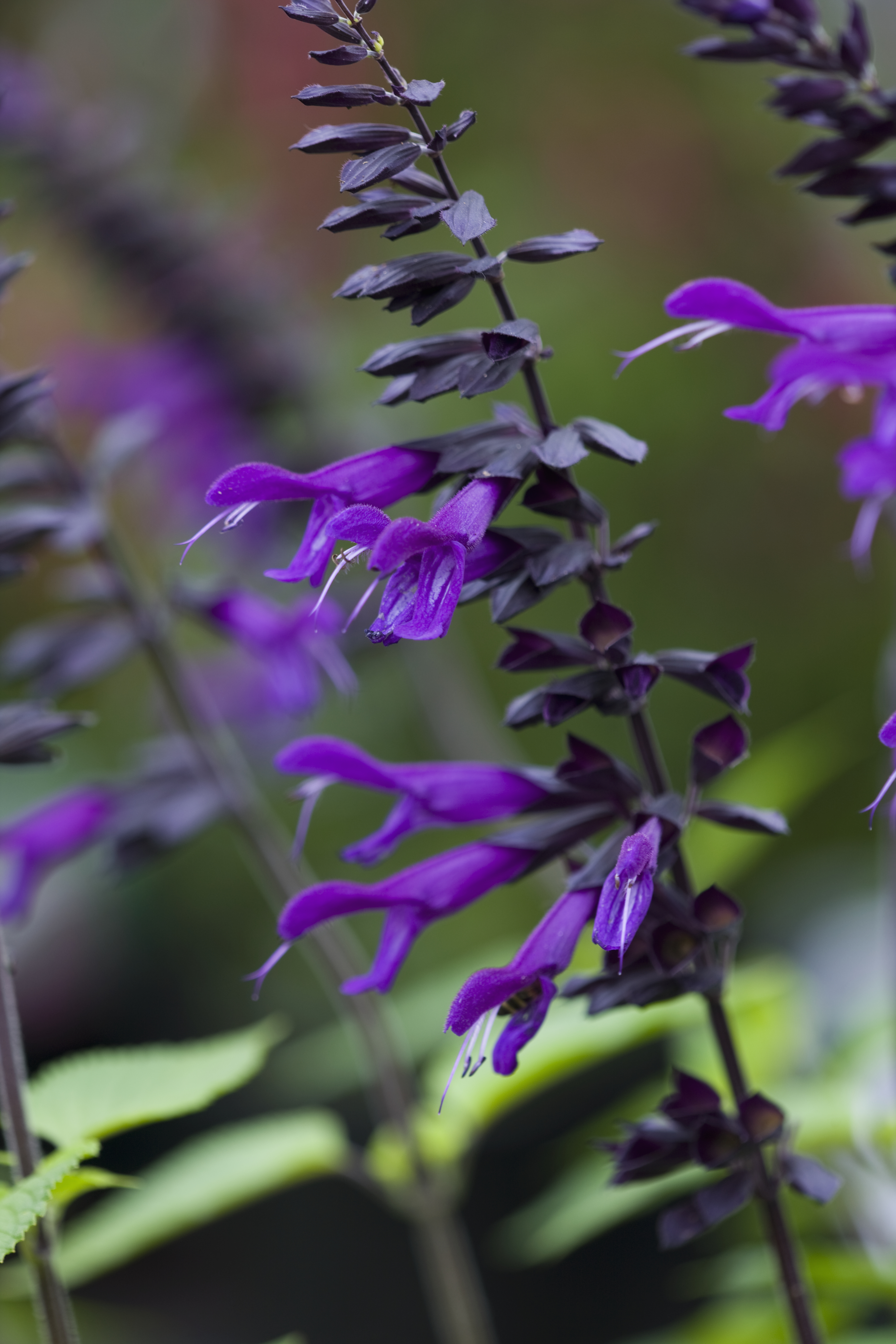 Sunset Western Garden Collection: ‘Amistad’ Salvia
