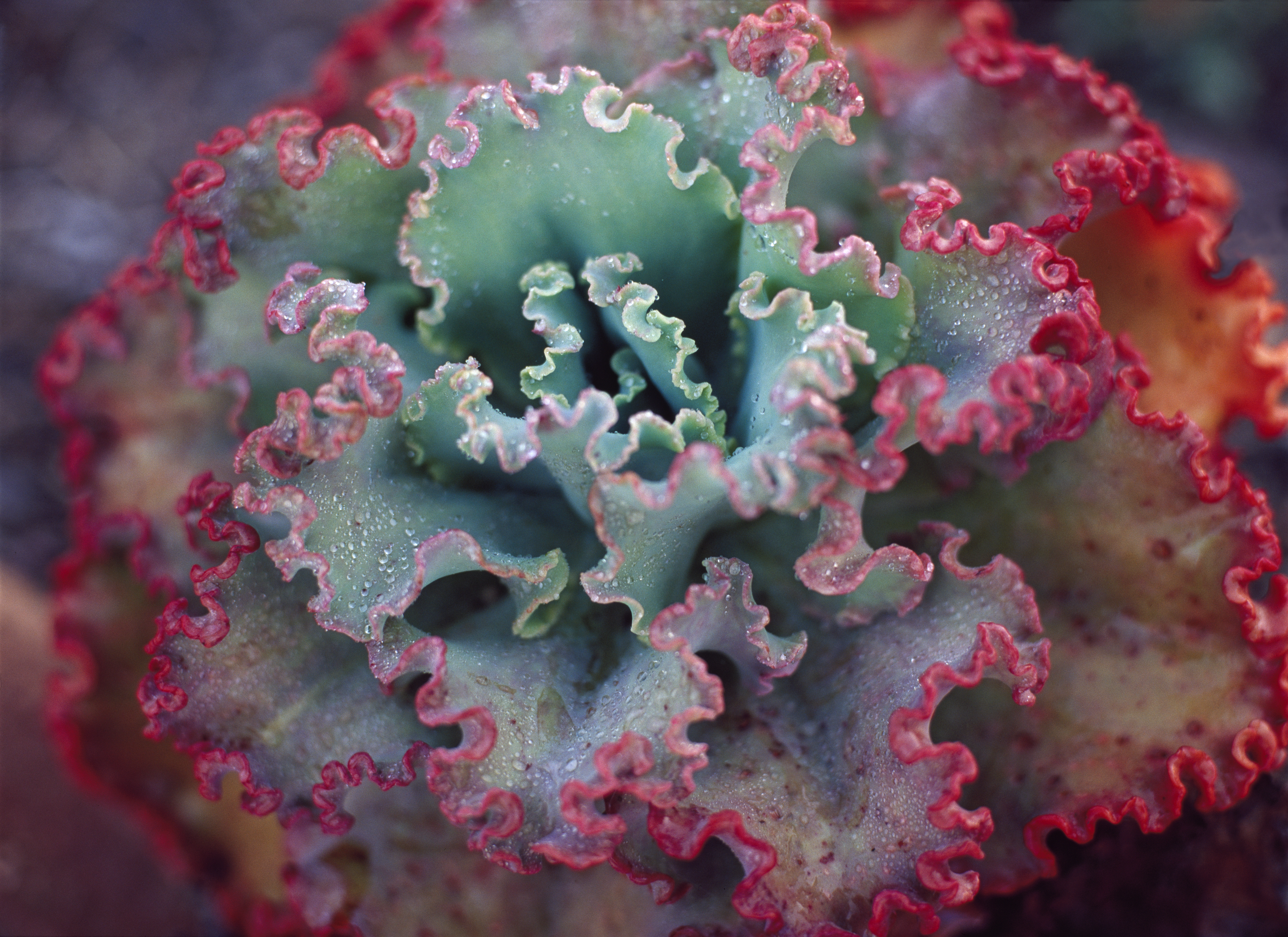 Don’t miss Succulent Extravaganza this weekend