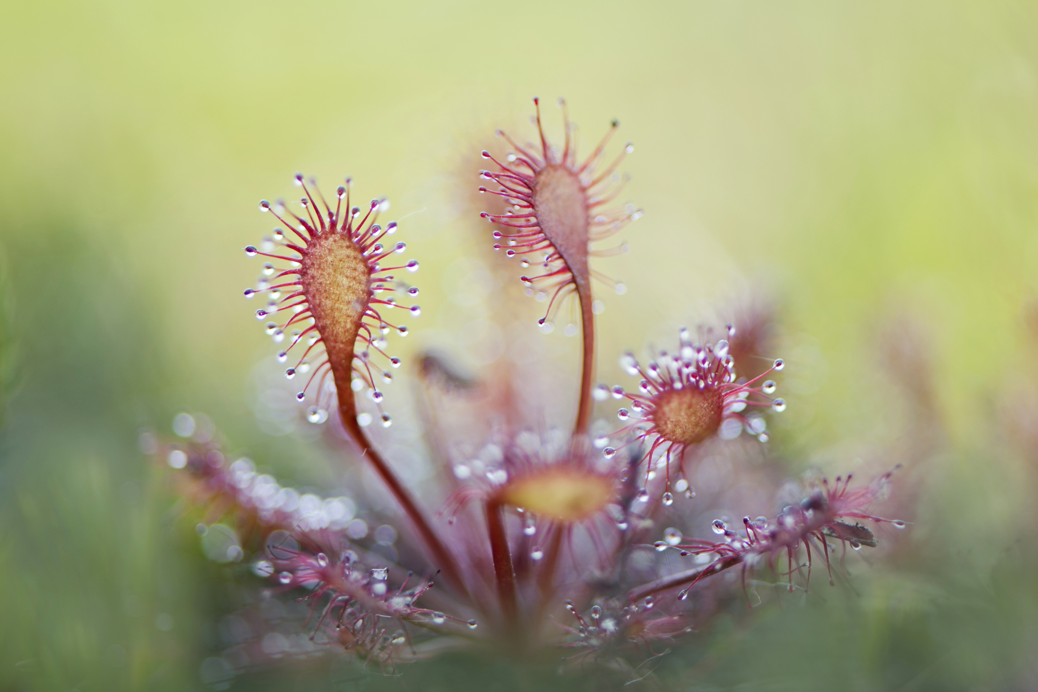 Grow These 4 Carnivorous Plants Indoors—You'll Never See Another Gnat at the Kitchen Sink