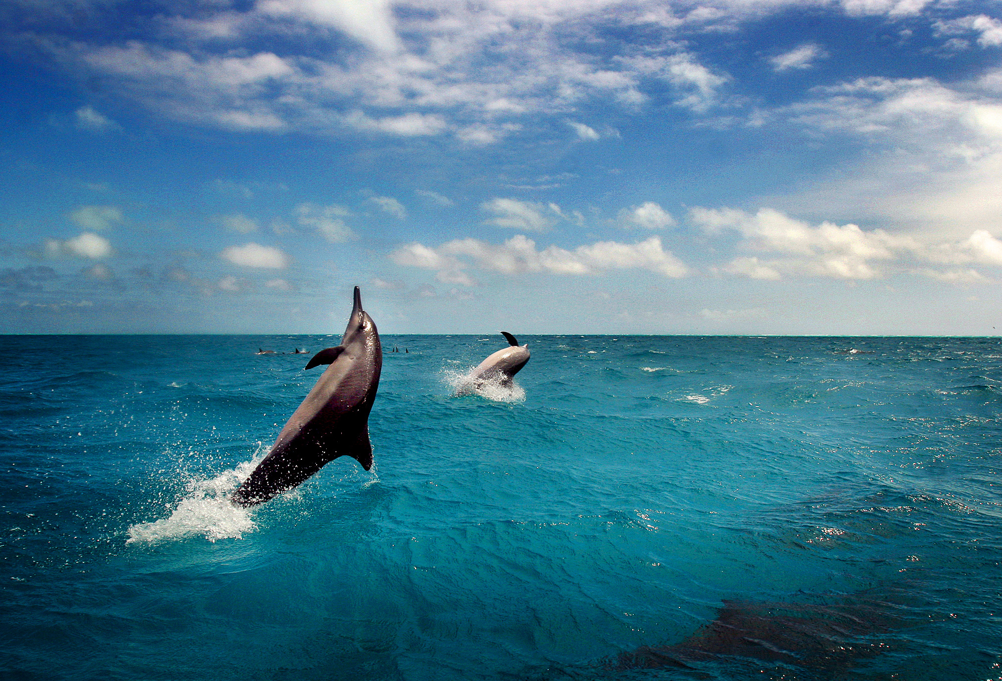 Whale victory: Navy agrees to mute its sonar