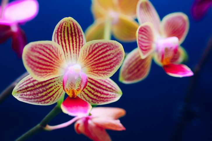5 Ways to Keep Your Orchid Alive