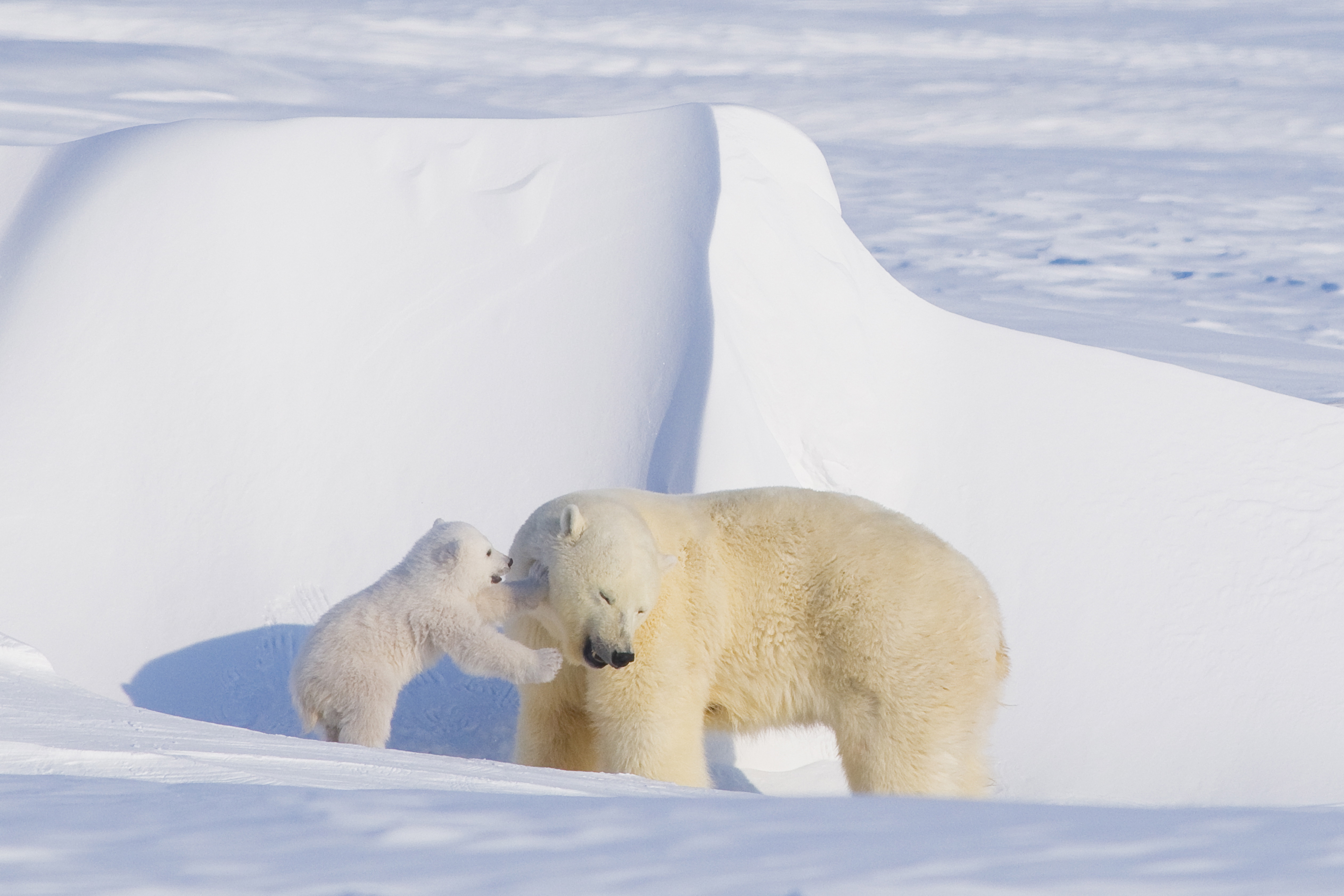 Shell did not mention polar bears in its announcement Monday that it was st...
