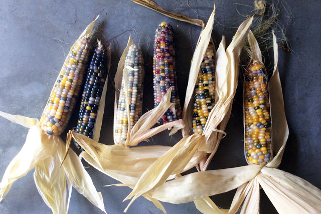 ‘Glass Gem’ Corn: Simply A-maize-ing