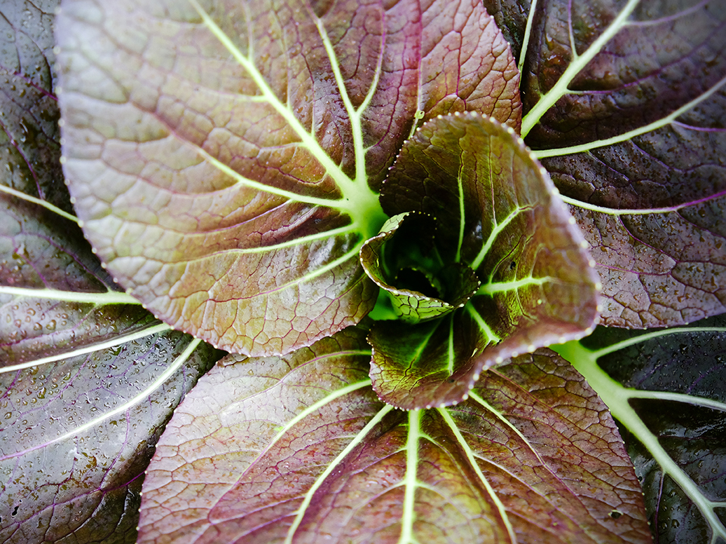 30 Cool-Season Vegetables to Plant Before It Gets Cool