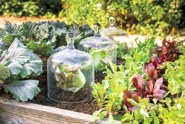 Baby, it’s cold outside—protect your garden from frost