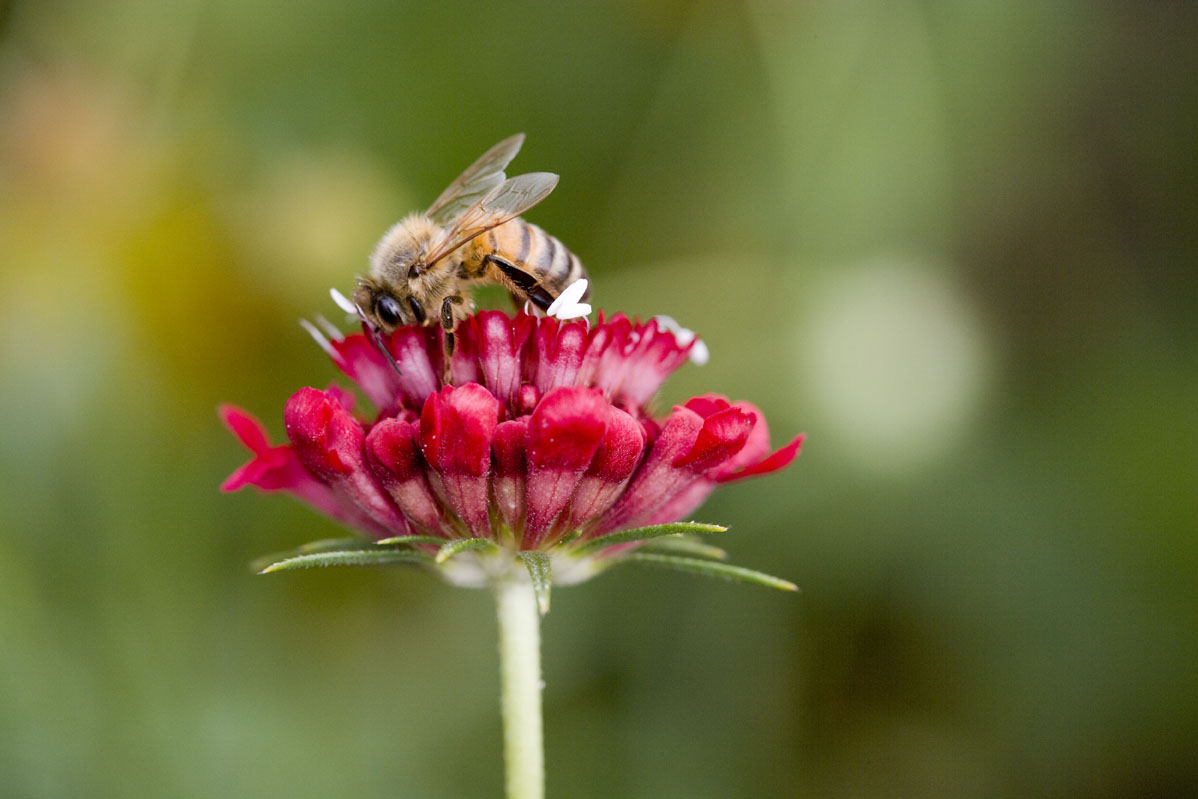 White House responds to massive honeybee decline