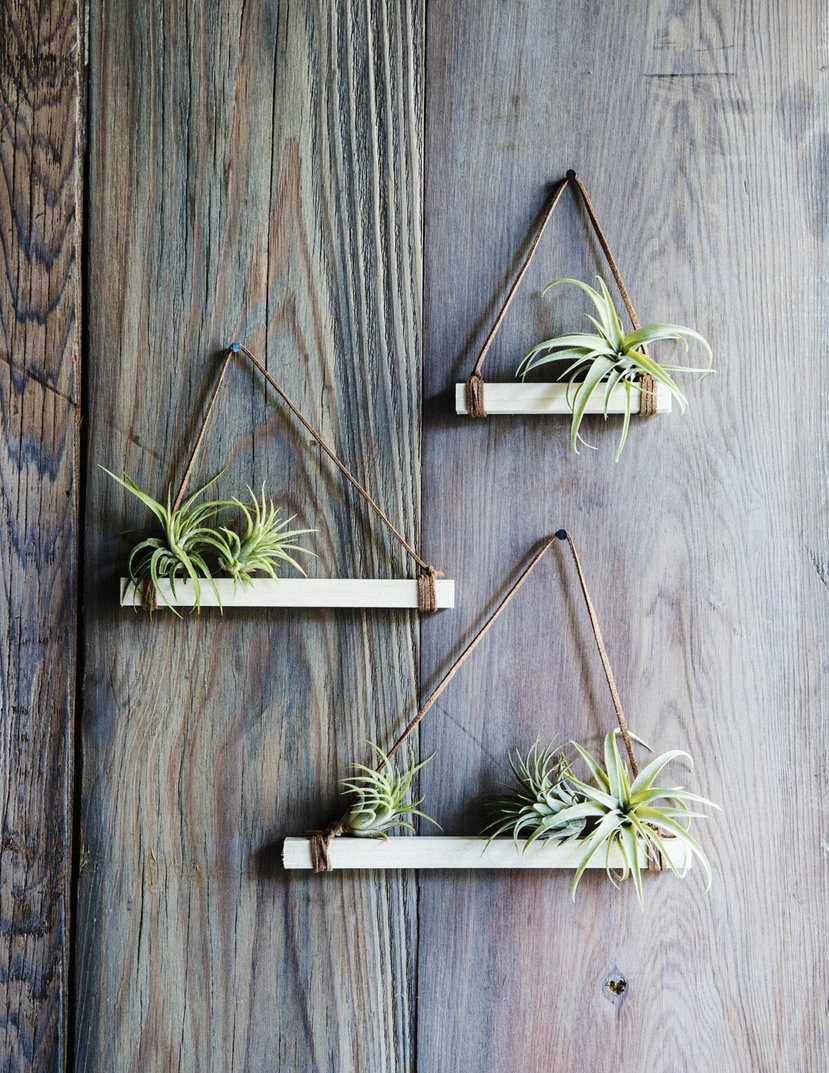 Easy DIY Air Plant Trapezes