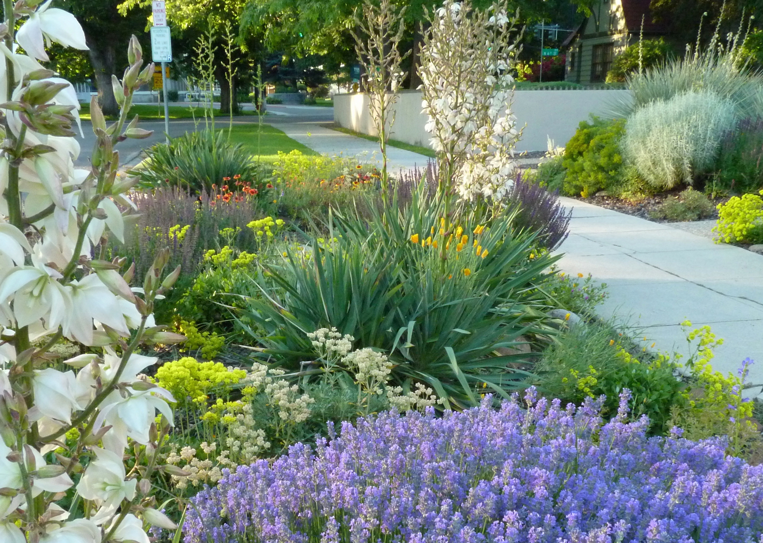 8 easy-care plants for parking strip gardens