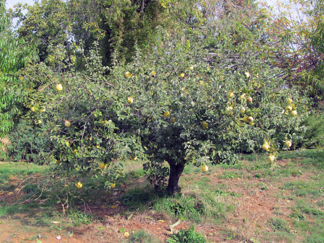 Rescue These Rare Heirloom Fruit and Nut Trees