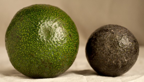 The best avocado in the universe—found