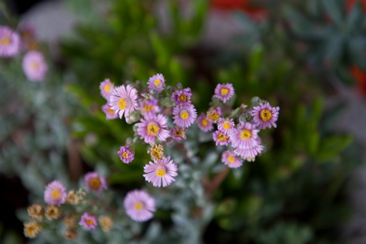 Essential Tips for the Desert Gardener