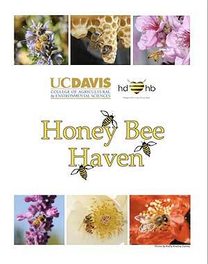 Bee-friendly garden contest