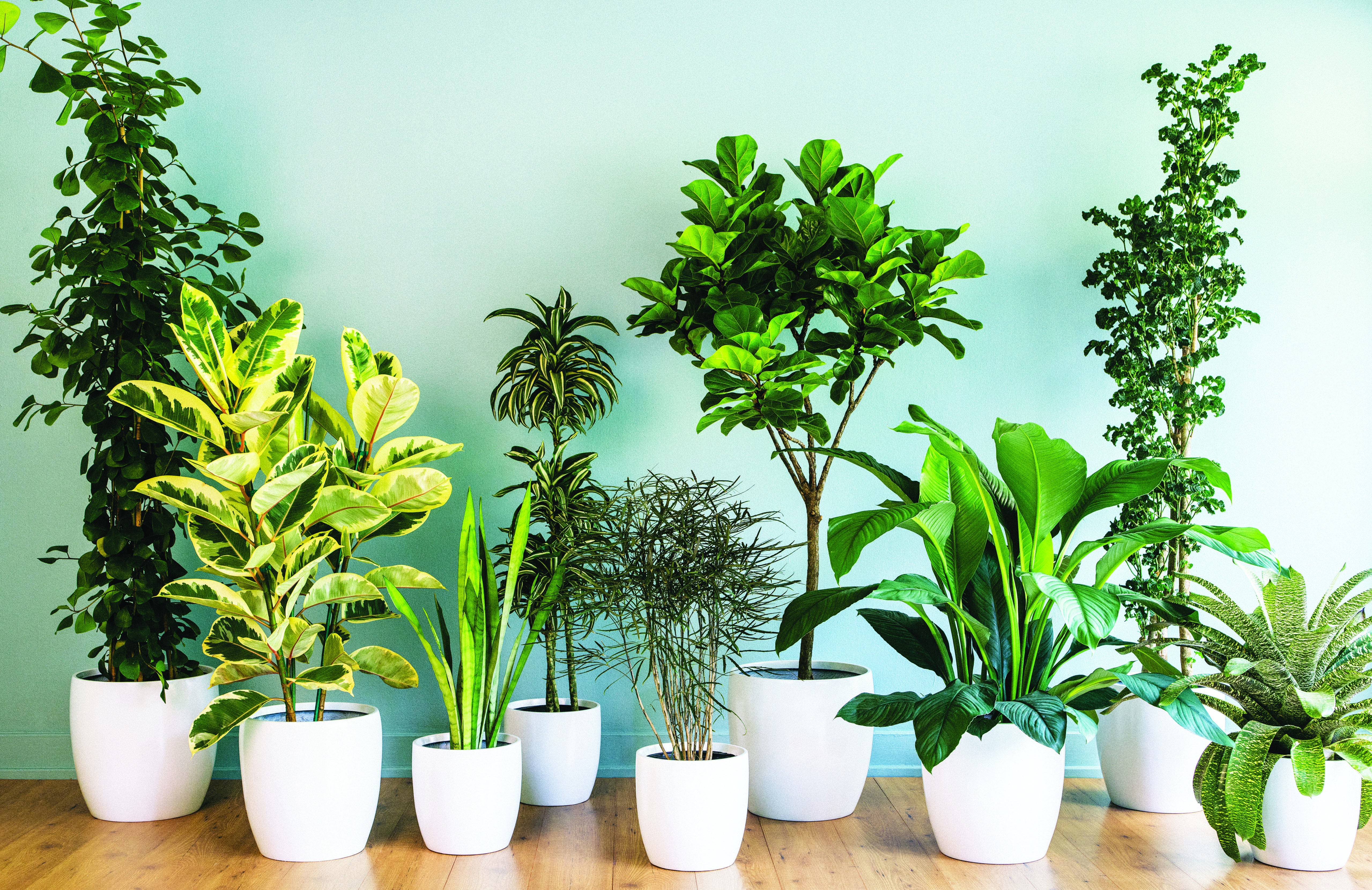 Easy Ways to Keep Houseplants Watered on Vacation