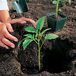 How To Start Planting Vegetables - devenne