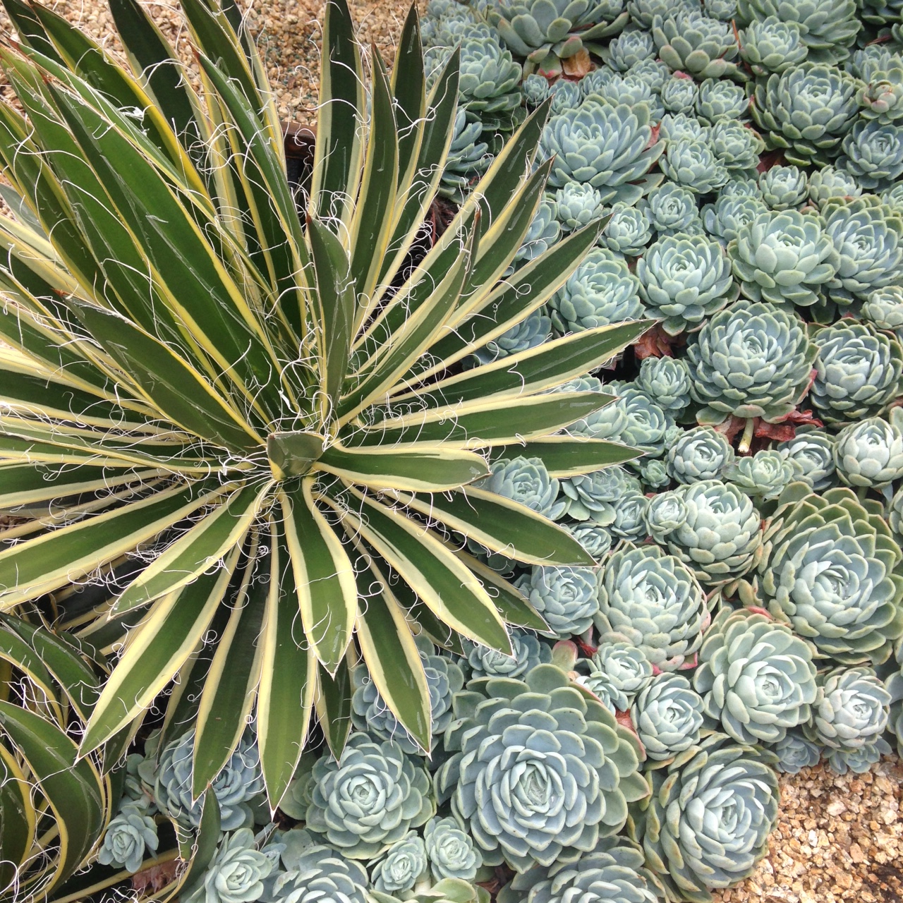 The Secret Gardens of SFO, Part 1