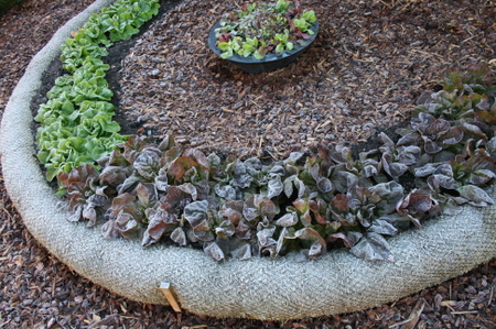 Frosty lettuce