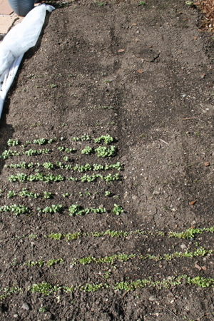 Spring garden plan – an update