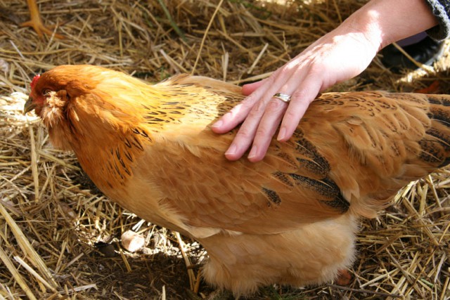 We shouldn’t hug our chickens?