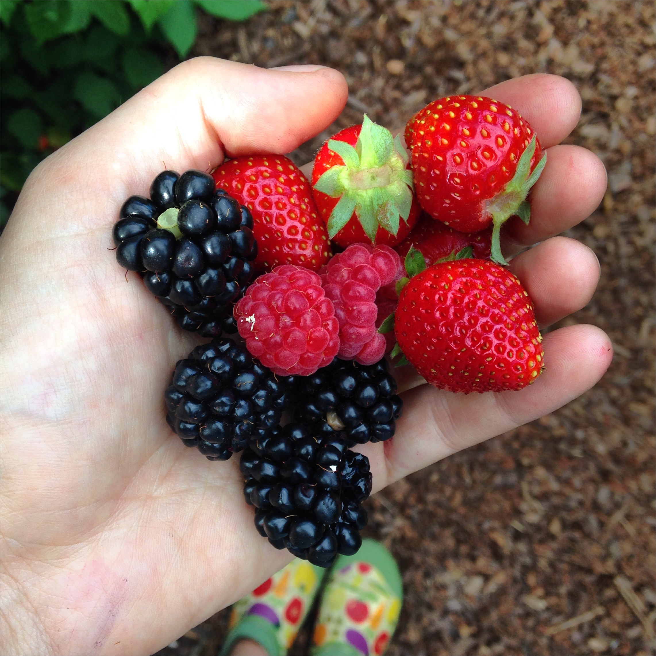 Alaskan berries you've probably never heard of