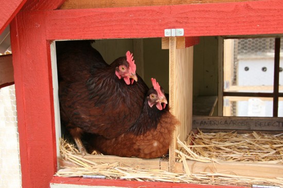 Urban Farmers, Here’s a Swap Meet Not to Miss