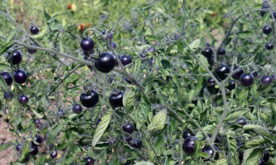 The Verdict on the Purple Tomato