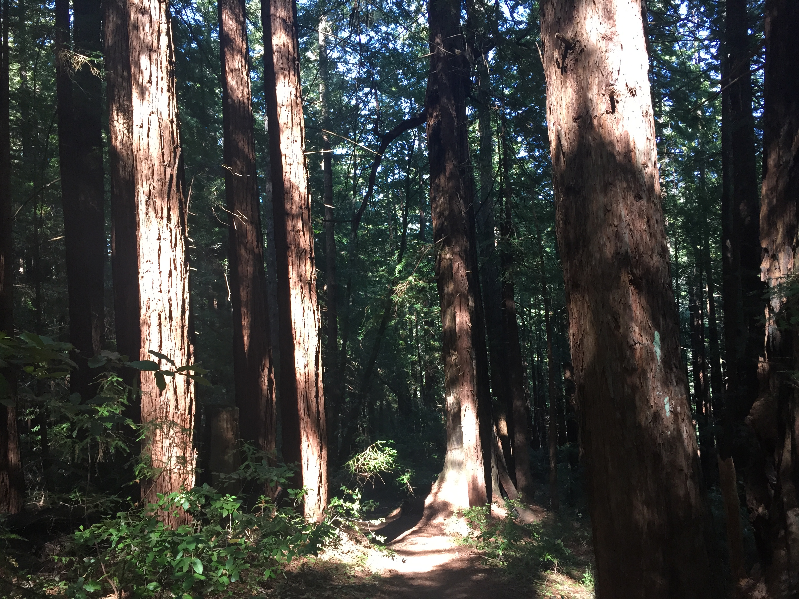 Coastal day trip: Pescadero's spectacular views, hiking and picnic spots
