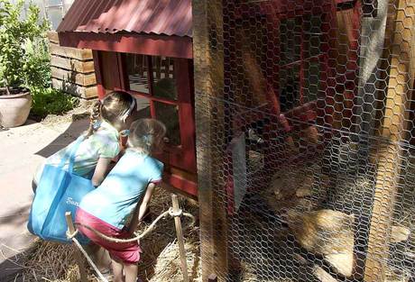 Those chickens sure are popular