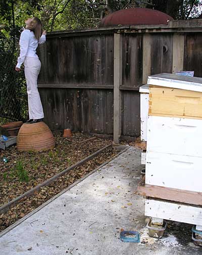 It must be swarm season