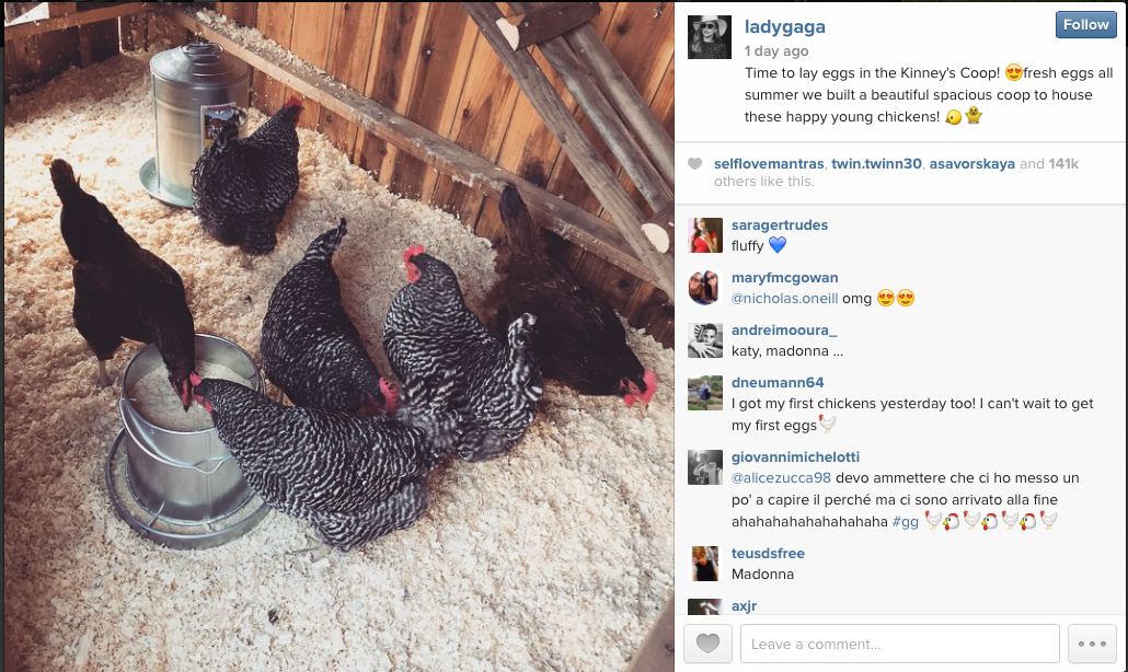 Are You Going Gaga For Lady Gaga’s Chickens?