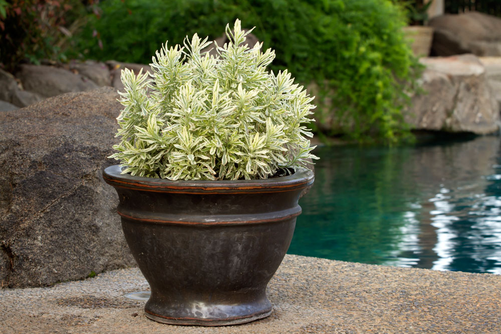 Sunset Western Garden: ‘Meerlo’ Lavender