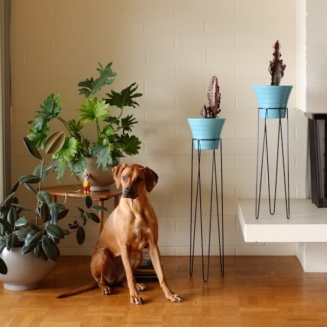 Leggy stands: high heels for your planters