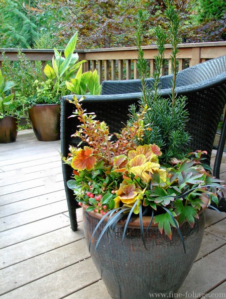 Round 3: Fall Planting Ideas From the Authors of Fine Foliage