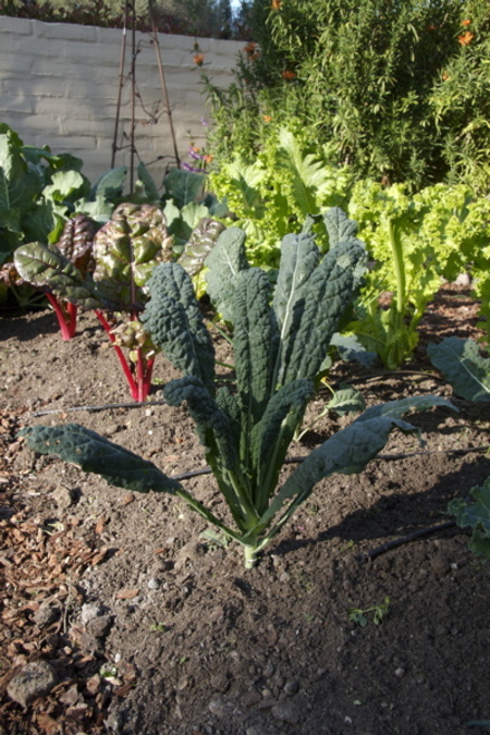 Harvesting kale, one leaf at a time