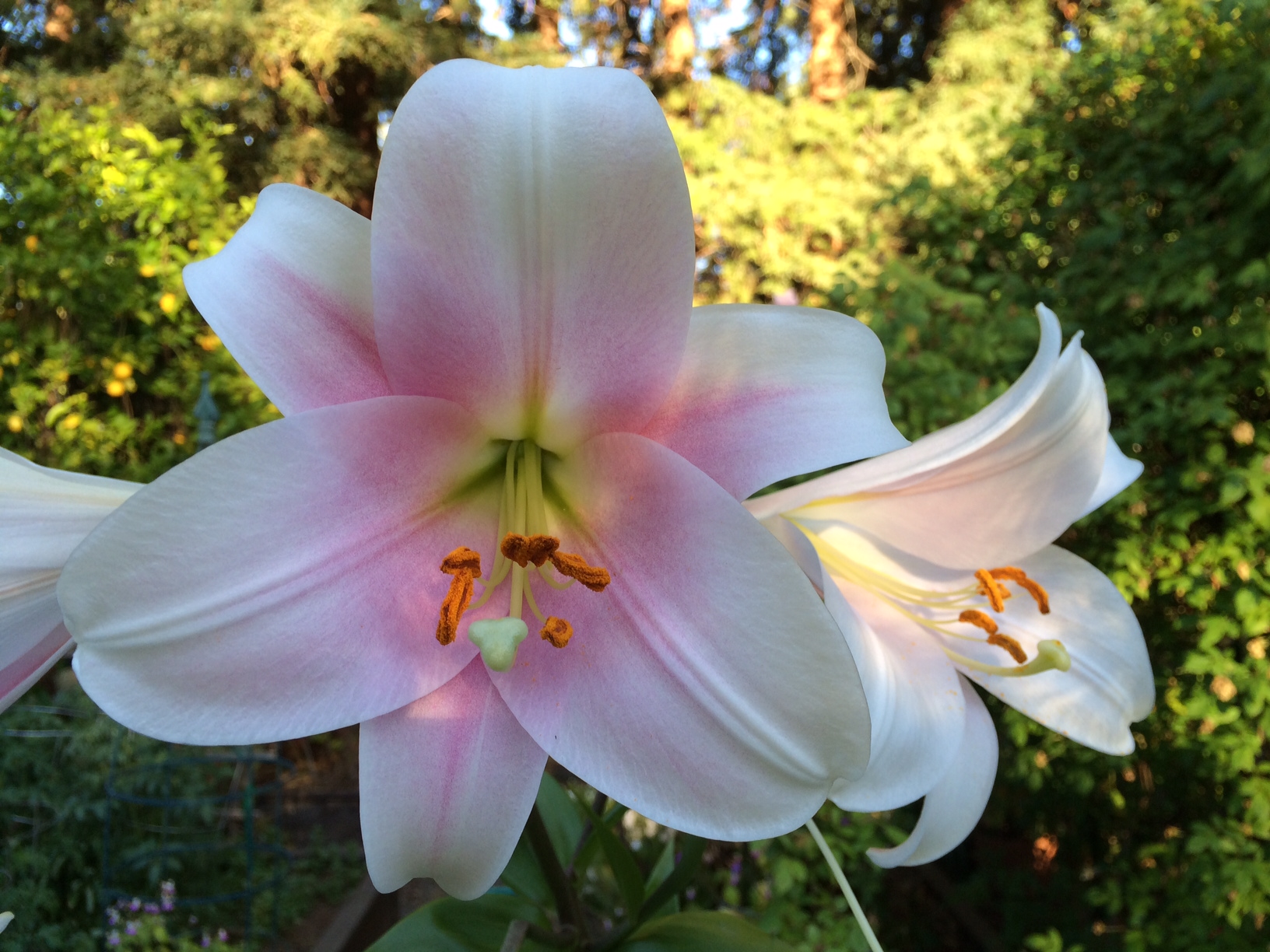 Image of Oriental Lily summer flower