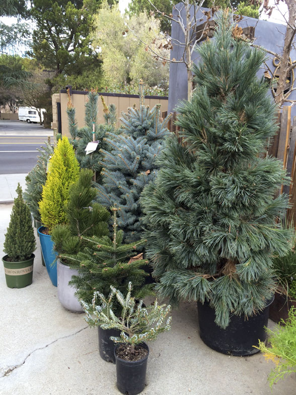 Last-Minute Christmas Tree Rentals