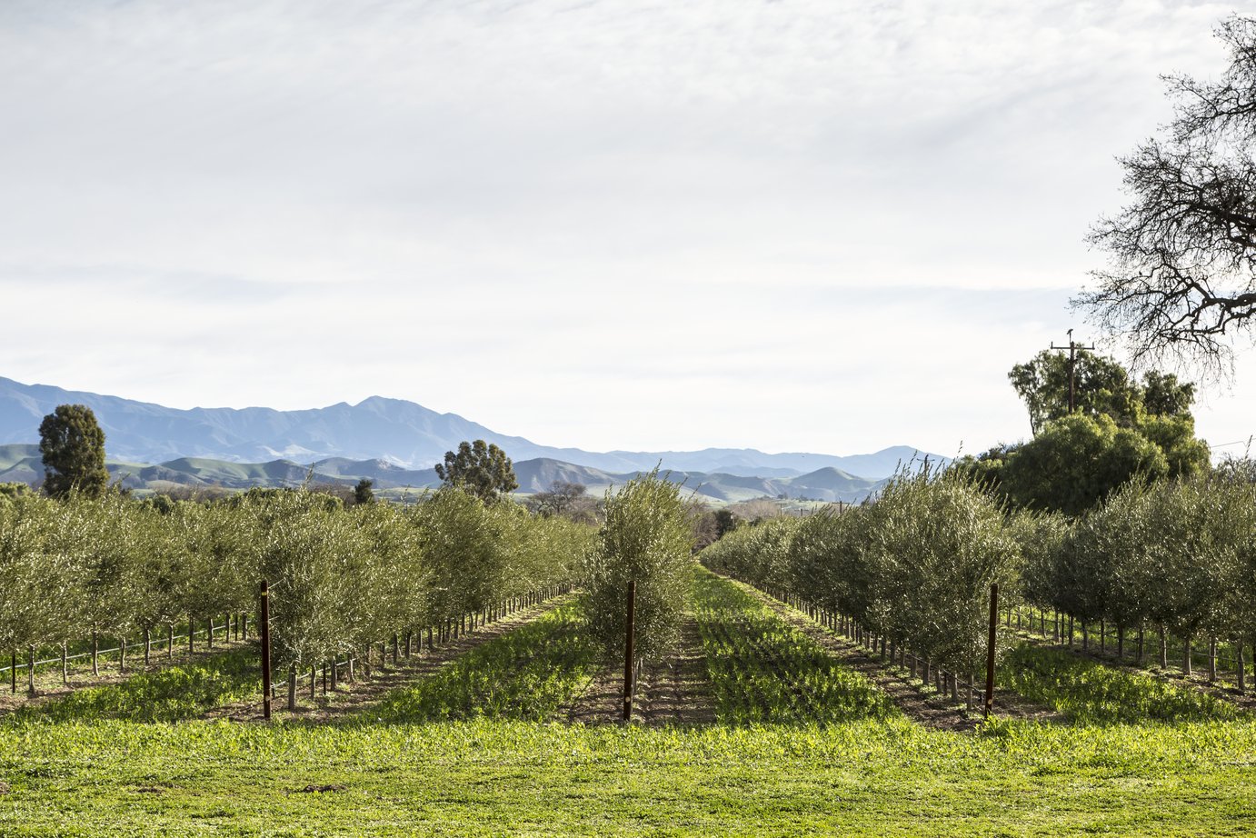Rediscover Santa Ynez